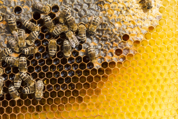 Standard oil honey 8