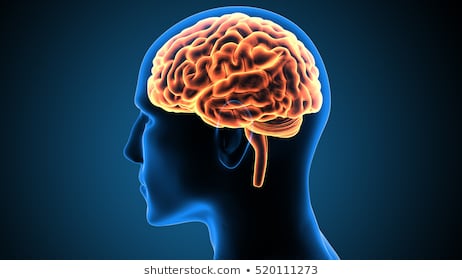 human body brain 260nw 520111273 1