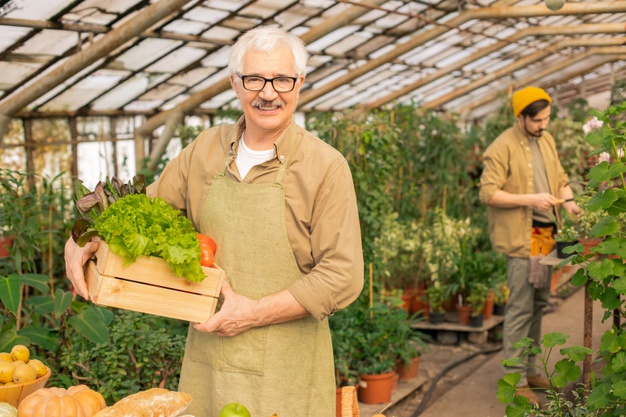 portrait smiling handsome senior man apron standing with box vegetables modern greenhouse 274679 11798
