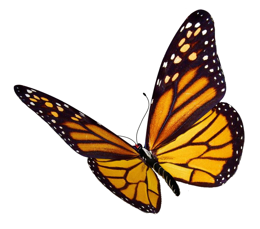 kisspng monarch butterfly insect clip art monarch butterfly png 5ab087238fec65.1264058415215183715895