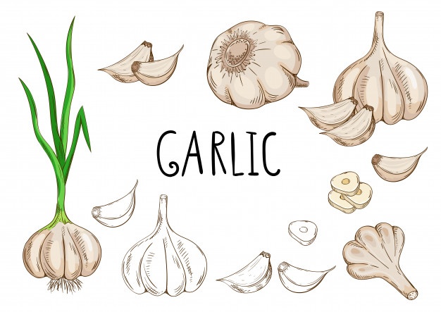 garlic isolated white background 124507 6241