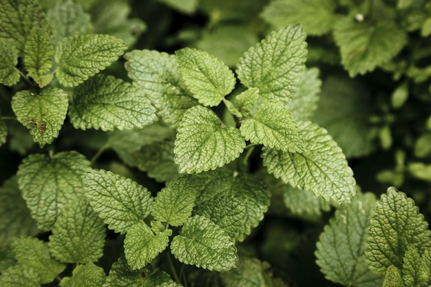 mint plant with blurred background 23 2148245127