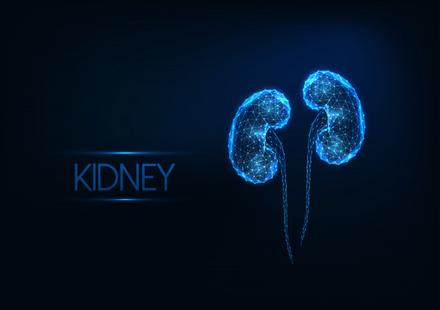 futuristic glowing low polygonal human kidneys isolated dark blue background 67515 709