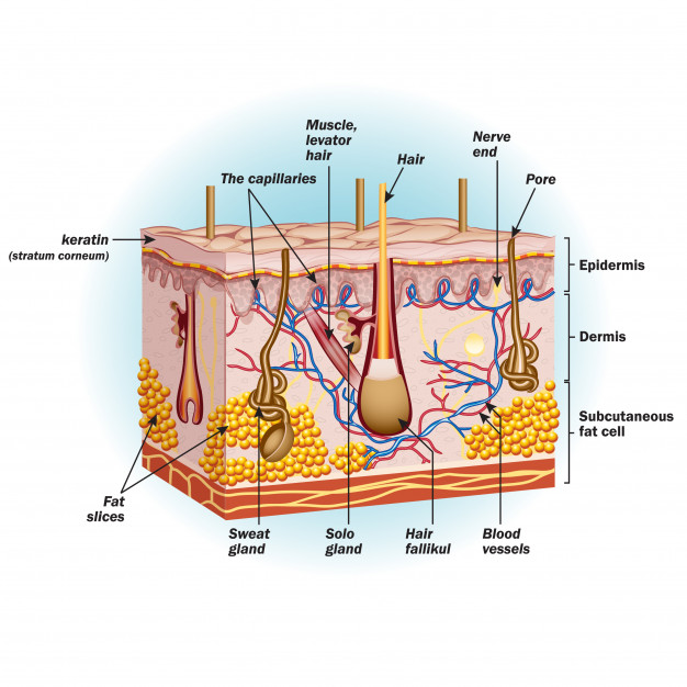 structure human skin cells 284645 56