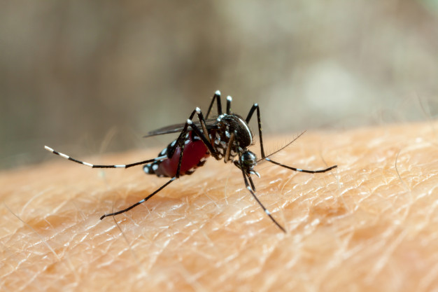 dengue zika chikungunya fever mosquito aedes aegypti bitting human skin drinking blood 17661 397
