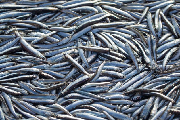 lot raw fresh anchovies fishes top view sea food background theme 194646 264