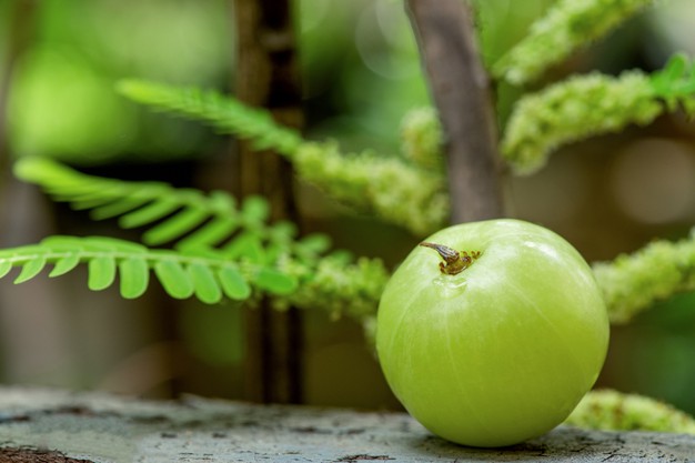 indian gooseberry phyllanthus emblica fruits nature 313215 1212