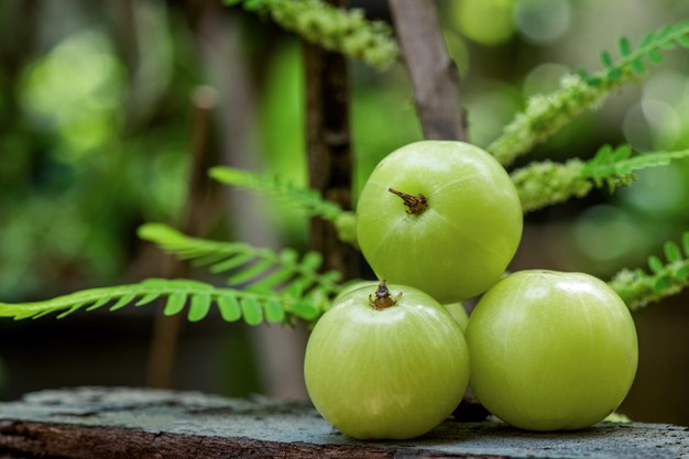 indian gooseberry phyllanthus emblica fruits nature 313215 1213