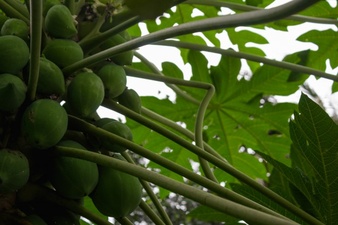 papayas tree 1353 221
